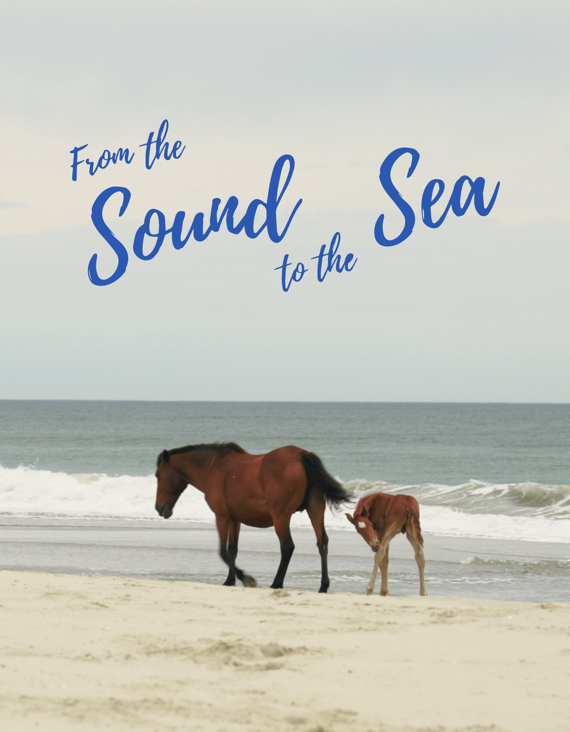 From the Sound to the Sea – A story of the last wild mustangs of North Carolina